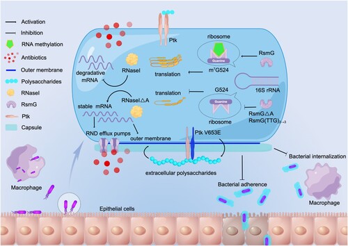 Figure 6. Proposed mechanism of A. baumannii pathoadaptation to epithelial cells. In A. baumannii, mutation of ptk mediates mucoid conversion and reduces adhesion and internalization. Mutations of rsmG and rnaseI involve in antibiotic resistance, and m7G524 deficiency in 16S rRNA caused by rsmG mutation increases ribosomal translation efficiency and may act as global regulators, and rnaseI mutation affects outer membrane permeability and efflux pump expression by modulating RNA metabolism. (By Figdraw, www.figdraw.com).