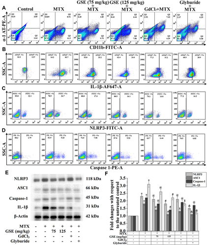Figure 4 Modulation of inflammasome activation by MTX and GSE treatment. Representative flow cytometric dot plot and gating hierarchy used to define (A) Q1: α-1-AT-PE +Ve/CD11b-FITC -Ve; Q2: α-1-AT-PE +Ve/CD11b-FITC +Ve; Q3: α-1-AT-PE -Ve/CD11b-FITC +Ve; Q4: α-1-AT-PE -Ve/CD11b-FITC –Ve, (B) IL-1β-AF647 +Ve and IL-1β-AF647 -Ve, (C) NLRP3-FITC +Ve and NLRP3-FITC -Ve, (D) Caspase-1-PE +Ve and Caspase-1-PE –Ve cells population in isolated hepatic cells. (E) Representative immunoblots of NLRP3, ASC1, caspase-1, IL-1β. (F) Graph showing densitometric analysis of respective protein expression. β-Actin was used as an internal standard. Values are presented as mean ± SEM (n=6). p<0.05 was considered significant. Statistical comparison: *Control vs MTX, #MTX vs MTX+GSE (125 mg/kg), $MTX vs MTX+GdCl3, &MTX vs MTX+Glyburide, @=Non significant.