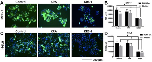 Figure 3 The levels of intracellular and mitochondrial ROS in different cell lines after treatment with KRA and the KRSH peptide for 24 h were detected using DCFH-DA and MitoSOXTM, and counterstained with Hoechst stain. The levels of ROS in MCF-7 cells (A, B) and HeLa cells (C, D) decreased significantly after treatment with the KRSH peptide. *p<0.05 compared with control cells cultured in complete medium.Abbreviations: ROS, reactive oxygen species; DCFH-DA, 2′,7′-dichlorofluorescin diacetate.