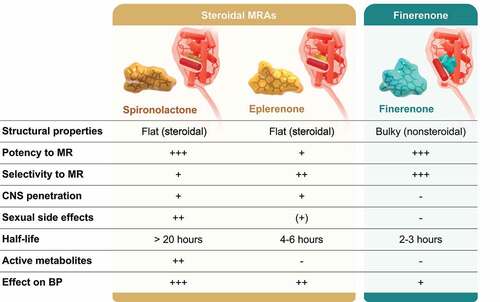 Figure 3. A table summarizing comparison between steroidal MRAs (spironolactone and eplerenone) and nonsteroidal MRA finerenone [Citation37]. Figure (by Kintscher, Bakris, and Kolkhof) reused under the terms of the Creative Commons Attribution 4.0 International (CC BY 4.0) license. BP, blood pressure; CNS, central nervous system; MR, mineralocorticoid receptor; MRA, mineralocorticoid receptor antagonist.