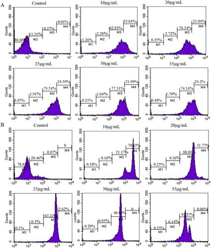 Figure 2. The fluorescence intensity of RS incubated with different concentrations of FITC, which was completed by flow cytometry. (A) The fluorescence intensity of RS-GIM 1.71 incubated with different concentrations of FITC. (B) The fluorescence intensity of RS-ATCC-BAA1114 incubated with different concentrations of FITC. (M1): Cell proportion whose fluorescence intensity was 1–10. (M2): Cell proportion whose fluorescence intensity was 10–102. (M3): Cell proportion whose fluorescence intensity was 102–103. (M4): Cell proportion whose fluorescence intensity was 103–104.