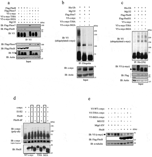 Figure 3. SCFFbxl8 polyubiquitylates c-myc independent of phosphorylation at threonine 58 and serine 62. (a) Lysates from U2OS cells transfected with either Flag-Fbxl8 or Flag-Fbxw7 along with c-myc and c-myc phosphomutants and treated with MG132 (20 μM) for 6 hours were immunoprecipitated with anti-V5 beads. Immune complexes were analyzed by western blot. (b) Lysates from U2OS cells cotransfected with His-Ub, His-V5-c-myc WT, T58A or S62A, and Fbxw7 were treated with MG132 (20 μM) for 6 hours prior to immunoprecipitation of ubiquitin with TUBEs (Tandem Ubiquitin Binding Entities). Immune complexes were analyzed by western blot for ubiquitinated c-myc and c-myc phosphomutants (anti-V5) and β-actin as a loading control. (c) Lysates from U2OS cells cotransfected with His-Ub, His-V5-c-myc WT, T58A or S62A, and either Fbxl8 or Fbxo31 (negative control) were treated with MG132 (20 μM) for 6 hours prior to immunoprecipitation with anti-His beads. Immune complexes were analyzed by western blot for ubiquitinated c-myc and c-myc phosphomutants (anti-V5), F-box proteins (anti-Flag), and β-actin as a loading control. (d) In vitro ubiquitylation assay was performed in reaction mixtures containing the presence or absence of indicated mixture components. Lysates from assays were analyzed by western blot using antibodies against indicated proteins.