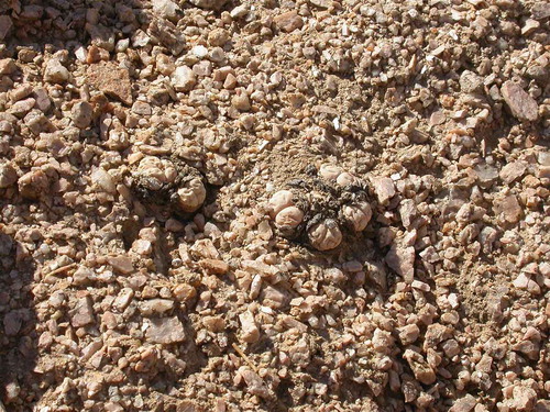 Figure 5. Two living Transvaal Stone Plants in the Namibian Desert (one is at the centre of the photograph with the other to its left). The various species of stone plants are one of the few plant groups that appear to be visually camouflaged in the same way many animals are.