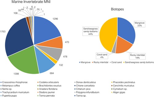 Figure 5. MNIs and biotope preferences for all marine invertebrates from Units 69, 71 and 72. Note only two species exclusively inhabit rocky intertidal zones and are only found in small numbers, Cittarium pica (MNI = 1) and Diodora jaumei (MNI = 6).