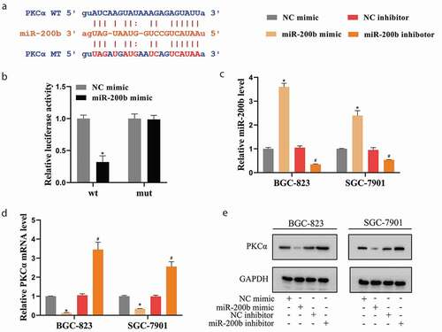 Figure 4. miR-200b negatively regulated PKCα expression in GCSCs