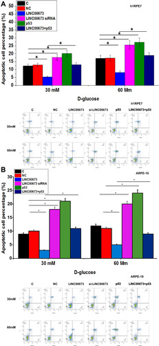 Figure 4 LINC00673 inhibited apoptosis of h1RPE7 and ARPE-19 cells under a high glucose environment via p53. h1RPE7 cells (A) and ARPE-19 cells (B) were treated with 30 and 60 mM D-glucose for 24h, followed by the analysis of cell apoptosis. Compared to C and NC groups, LINC00673 overexpression decreased while LINC00673 siRNA silencing increased the apoptotic rate of RPECs. In addition, p53 overexpression reduced the effect of LINC00673 overexpression. *p<0.05.