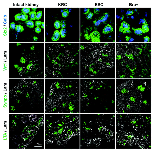 Figure 3. Segment-specific markers in intact and recombinant chimeric metanephroi. The expression patterns of Six2 (nuclear signal, green), calbindin-28 (cytoplasmic signal, blue), Wt1 (nuclear signal, green) and synaptopodin (cytoplasmic signal, green) as well as apical LTA binding (green) in intact metanephric kidneys (left hand set of four panels) and in chimeric rudiments generated by mixing host cells with either KRC, ESC or Bra+ exogenous cells. Laminin staining is shown in white. Rudiments in the top two panels were analyzed after 3 d culture, whereas those in the bottom two panels were analyzed after 5 d culture. Scale bars, 75 µm.