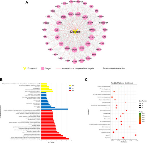 Figure 1 Analysis of dioscin compound-target network. (A) The overlapped targets of lung cancer and dioscin-related targets were analyzed by STRING to generate the compound-target network. The diameter of the nodes was determined by the degree of freedom. The larger the diameter, the more critical the node is in the network. (B) GO functional annotation of potential targets of dioscin. Biological processes (BP), Cellular components (CC) and Molecular functions (MF) were ranked according to -logP values. (C) KEGG enrichment analysis for potential targets of dioscin. The top 20 with lower P-value was shown.