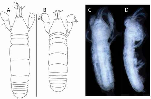 Figure 40. Pseudotanais discoveryae sp. nov., juvenile female holotype, (a, c), dorsal; (d), lateral; neuter, (b), dorsal. Scale line = 0.1 mm