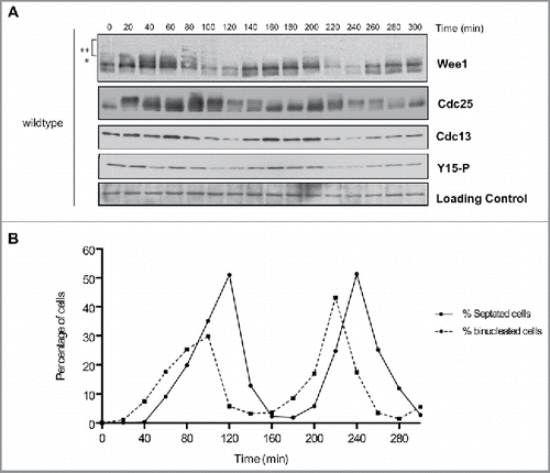 Figure 2. Cell cycle-dependent changes in phosphorylation of Wee1 and Cdc25. Fission yeast cells were synchronized by centrifugal elutriation and released into fresh medium at 30°C. The data in panels A and B were generated from the same time course to allow direct comparison of the timing of cell cycle events. (A) Western blots showing the behavior of Wee1, Cdc25, Cdc13, and Cdk1 inhibitory phosphorylation during the cell cycle. A background band was used as a loading control. A single asterisk is used to mark a partially phosphorylated form of Wee1; 2 asterisks mark more extensively phosphorylated forms referred to in the text as hyperphosphorylated forms. Inhibitory phosphorylation of Cdk1 was detected using a phospho-specific antibody. (B) A fluorescence microscopy assay using DAPI and calcofluor staining was used to determine the percentage of binucleated cells and cells undergoing septation.