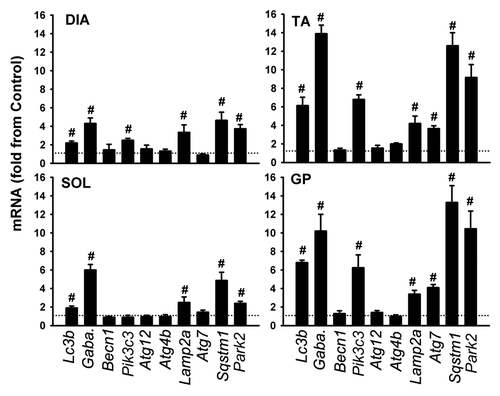 Figure 5. mRNA expression of various autophagy-related genes in DIA, TA, SOL, and GP muscles of acutely starved mice. Gaba. refers to Gabarapl1. Values (means ± SEM) are expressed as fold change relative to control group. #P < 0.05, as compared with control. n = 6 per group.