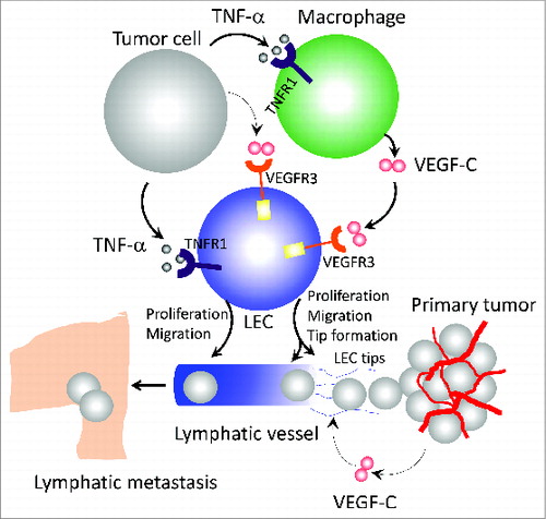 Figure 1. Mechanisms of TNFα-induced lymphangiogenesis and metastasis. Tumor cell-derived tumor necrosis factor α (TNFα) directly acts on lymphatic endothelial cells (LECs) to induce their proliferation and migration through interaction with TNF receptor 1 (TNFR1) receptor. In the tumor microenvironment, TNFα also recruits and activates macrophages that produce a high level of vascular endothelial growth factor C (VEGF-C). Through activation of VEGFR3, VEGF-C induces LEC tip cell formation, which is an essential process guiding lymphatic development. Additionally, the VEGF-C-VEGFR3 signaling pathway significantly contributes to LEC proliferation and migration. In primary tumors, the intimate interaction between TNFα-TNFR1 and VEGF-C-VEGFR3 signaling pathways in macrophages and LECs leads to ingrowth of tumor lymphatics and lymph node metastasis.
