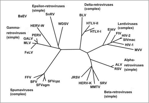 Figure 1. Phylogeny of endogenous and exogenous retroviruses according to Weiss et al.Citation15 Alpha, β, gamma and epsilon retroviruses have simple genomes, lentiviruses, deltaviruses and spuma viruses have complex genomes.