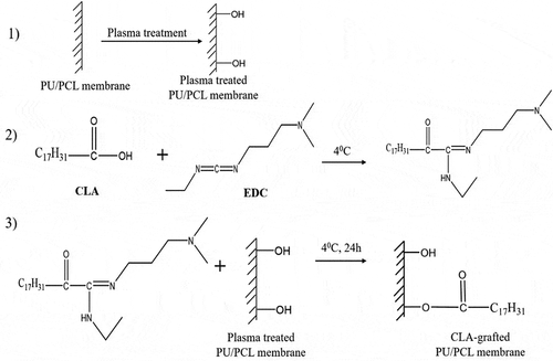 Figure 1. Scheme of CLA grafting process on the PU/PCL electrospun surface