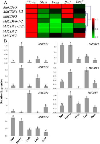 Figure 6. Tissue-specific expression profiles of MdCDF transcription factors. (A) cluster analysis of the expression of MdCDF genes; (B) the expression pattern of MdCDFs determined by RT-qPCR. Each value represents the mean ± standard error of three biological replicates. Means followed by different letters are significantly different at a p ≤ 0.05.