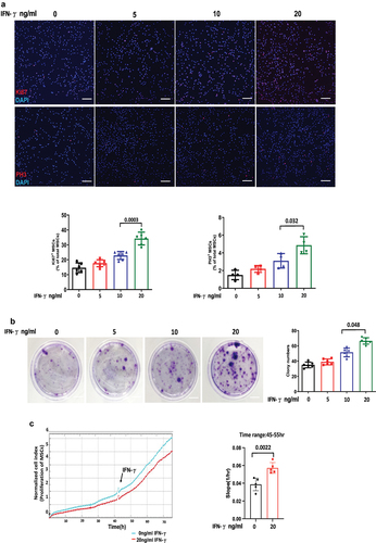 Figure 1. IFN-γ of different concentrations enhances the proliferation ability of hUC-MSCs.