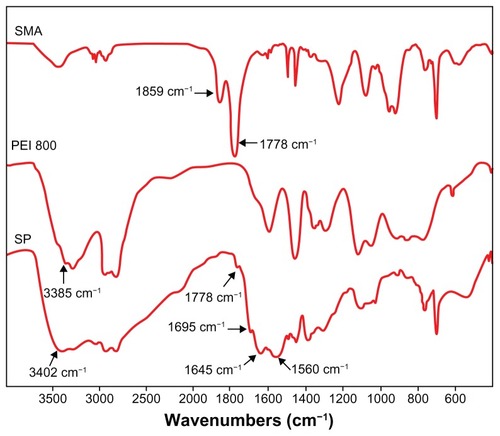 Figure 1 Fourier transform infrared spectra of SMA, PEI 800, and SP (KBr).Abbreviations: SMA, poly(styrene-co-maleic anhydride); SP, polyethyleneimine 800 conjugated poly(styrene-co-maleic anhydride); PEI, polyethyleneimine.