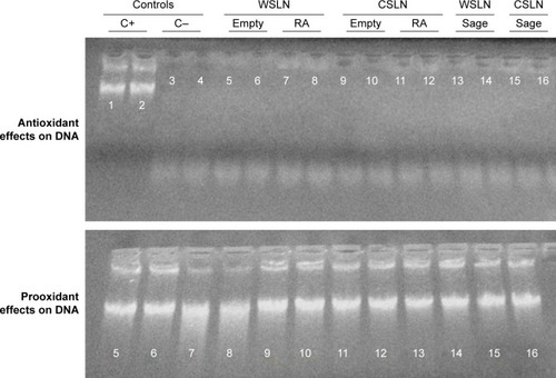 Figure 4 Agarose gel electrophoresis for in vitro DNA assay.Note: Determination of antioxidant and prooxidant effects of WSLN and CSLN.Abbreviations: CSLN, Carnauba solid lipid nanoparticles; WSLN, Witepsol solid lipid nanoparticles; RA, rosmarinic acid; C+, positive control; C−, negative control.
