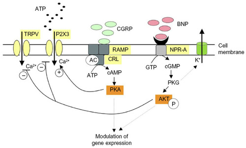 Figure 1 Idealized scheme depicting modulation by CGRP or BNP of P2X3 and TRPV1 receptors of trigeminal sensory neurons.