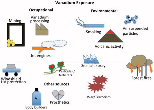 Figure 1. The variety of occupational and environmental sources of vanadium exposure. Other sources are also identified, i.e. body building supplements and prosthesis.
