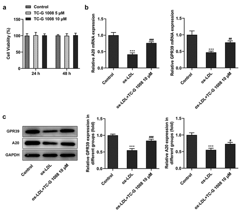 Figure 2. GPR39 agonist enhanced A20 expression in ox-LDL-induced macrophages. (a) The viability of macrophages treated with 5 and 10 μM of TC-G 1008, detected by CCK-8 assay. (b-c) Relative protein and mRNA expression of GPR39 and A20 in ox-LDL-challenged macrophages following treatment with 10 μM of TC-G 1008, detected by western blot analysis and RT-qPCR. ***P < 0.001 vs. Control; #P < 0.05, ##P < 0.01, ###P < 0.001 vs. ox-LDL