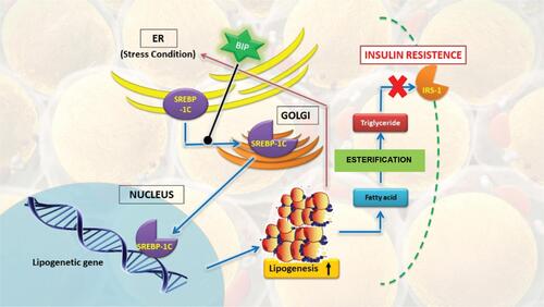 Figure 3 HSP70 role on ER stress in T2DM pathogenesis.