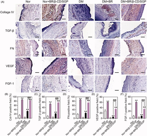 Figure 6. (A) Immunohistochemical analysis of Collage IV, TGF-β, FN, VEGF, FGF-1 at day 14 post wound injury. Scale bar: 100 μM. The corresponding quantitative analysis of (B) Collage IV, (C) TGF-β, (D) FN, (E) VEGF, and (F) FGF-1. Data are presented as mean ± SD (n = 3). ^^p < 0.05 compared to the normal wound group; **p < 0.05 compared to diabetic wound group; @@p < 0.05 compared to BR-treated diabetic wounds.