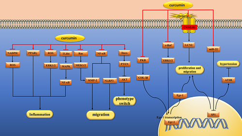 Figure 4 Pharmacological effects of curcumin on vascular smooth muscle cells. Curcumin can inhibit the proliferation, migration and inflammation of vascular smooth muscle cells.