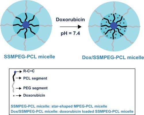 Figure 7 Preparation scheme for Dox-loaded SSMPEG-PCL nanoparticles.Notes: Dox/SSMPEG-PCL micelles were prepared in two steps. First, blank SSMPEG-PCL micelles were prepared by a self-assembly method. Then, Dox was incorporated into the SSMPEG-PCL micelles through a pH-induced self-assembly method. Briefly, 0.1 mL of PBS (10×, pH = 7.4) was added into 0.7 mL of blank MPEG-PCL micelle solution (30 mg·mL−1), followed by dropping 0.2 mL of Dox aqueous solution (5 mg·mL−1) into the above MPEG-PCL micelle solution under moderate stirring. After 1 hour, Dox/SSMPEG-PCL micelles were obtained.Abbreviations: Dox, doxorubicin; SSMPEG-PCL, star-shaped monomethoxy poly (ethylene glycol)-poly(å-caprolactone); Dox/SSMPEG-PCL, Dox-loaded SSMPEG-PCL; PBS, phosphate buffered saline; MPEG-PCL monomethoxy poly (ethylene glycol)-poly(å-caprolactone); PCL, poly(å-caprolactone); PEG, poly (ethylene glycol).