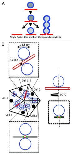 Figure 1. Exocytosis of large secretory vesicles. A. Modality of exocytosis. Secretory vesicles may undergo exocytosis following three different modalities: (1) single fusion, (2) kiss and run, and (3) compound exocytosis. B. Diagram of a SGs acinus and organization of the APM. Acini are formed by pyramidal polarized epithelial cells that are in close contact and the APM (red) is shared by two cells and forms narrow canaliculi. The dashed boxes show two orthogonal enlargements of the apical area. The canaliculi have a diameter of 0.2‑0.3 µm and are separated from the basolateral membrane by tight junctions (green). The SCGs (blue) have a much larger diameter (1‑1.5 µm). When the fusion pore opens two compartments with different composition and membrane tension are interconnected (diagram on the right).