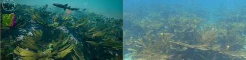 Figure 4. Original site (right) and VR-replica (left) – example taken from the ‘Limones reef’ (with elkhorn corals). The GeoIVE example on the left also shows a reference map and 3D icons used to access species fact sheets.