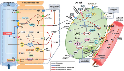 Figure 4. Putative signaling pathways in the regulation of renin secretion in JGA.