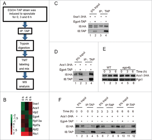 Figure 7. Identification of Ego4 interacting proteins at the prophase of meiosis. (A) Workflow for Ego4 interacting protein identification. (B) Cluster analysis of the identified proteins. The expression levels of proteins were normalized and clustered by Cluster 3.0 and visualized by TreeView software. (C, D) Interactions between Ego4 and Ssa1 (C) or Acs1 (D). Cells were sporulated and collected from 0, 3 and 6 h after being transferred into sporulation medium. Proteins were pooled together for affinity isolation experiments; proteins were purified from cell lysates using calmodulin beads. (E) The expression of Acs1 during sporulation induction. WT and ego4Δ ACS1-3HA cells were induced for sporulation, and samples were collected at 0, 3 and 6 h after induction. Acs1 was detected by anti-HA antibody. (F) Ego4 interacts with Acs1 at the early stages of meiosis. Cells were collected at the indicated time points, Ego4 was then affinity isolated with calmodulin beads, and the proteins were then detected by western blotting. To compare the amount of the co-purified Acs1, the Ego4-TAP proteins from each time points were adjusted to equal amounts.