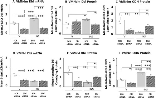 Figure 1 High-performance Capillary Electrophoresis-Electrospray Ionization-Quadrupole-Linear Ion Trap Mass Spectrometry (QTRAP CESI-MS/MS) Quantification of Diazepam Binding Inhibitor (Dbi) and Octadecaneuropeptide (ODN) in Ventromedial Hypothalamic Nucleus (VMN) Dorsomedial (VMNdm) versus Ventrolateral (VMNvl) Divisions. Groups of Dbi or scramble (SCR) siRNA-pretreated male rats (n = 3/group) were sacrificed by microwave fixation 1 h after subcutaneous (sc) injection of vehicle (V) or neutral protamine Hagedorn insulin (INS; 10.0 U/kg bw). VMNvl and VMNdm tissues were each bilaterally micropunch-dissected from 100 micron-thick fresh frozen sections cut from −1.80 to −2.30 mm posterior to bregma, using a hollow 0.50 mm-diameter punch tool, for CESI-QTRAP MS/MS analysis (see the Materials and Methods section). Data depict mean Dbi mRNA [Figures 1A (VMNdm) and 1D (VMNvl)], Dbi protein [Figures 1B (VMNdm) and 1E (VMNvl), or ODN protein [Figures 1C (VMNdm) and 1F (VMNvl)] measures ± S.E.M. following treatment groups: SCR siRNA/V (solid white bars, n = 3), Dbi siRNA/V (diagonal-striped white bars, n = 3), SCR siRNA/INS (solid gray bars, n = 3), and Dbi siRNA/INS (diagonal-striped gray bars, n = 3). Results of statistical analyses are as follows: VMNdm Dbi mRNA: F(3,8): 45.65, p < 0.001; Knockdown main effect: F(1,8): 34.62, p < 0.001; INS main effect: F(1,8): 62.05, p < 0.001; Knockdown/INS interaction: F(1,8): 40.27; p < 0.001; VMNvl Dbi mRNA: F(3,8): 69.86, p < 0.001; Knockdown main effect: F(1,8): 177.75, p < 0.001; INS main effect: F(1,8): 18.45, p = 0.003; Knockdown/INS interaction: F(1,8): 13.38; p = 0.006]; F(3,8): 45.65, p < 0.001, Knockdown main effect: F(1,8): 34.62, p < 0.001; INS main effect: F(1,8): 62.05, p < 0.001; Knockdown/INS interaction: F(1,8): 40.27; p < 0.001]; VMNdm Dbi protein: F(3,8): 4.90, p = 0.032; Knockdown main effect: F(1,8): 0.702, p = 0.426; INS main effect: F(1,8):1.01, p = 0.344; Knockdown/INS interaction: F(1,8): 12.98; p = 0.007]; VMNdm ODN protein: F(3,8): 14.07, p = 0.001, Knockdown main effect: F(1,8): 1.97, p = 0.198; INS main effect: F(1,8): 9.45, p = 0.015; Knockdown/INS interaction: F(1,8): 30.78, p < 0.001; VMNvl Dbi protein: F(3,8): 13.15, p = 0.002, Knockdown main effect: F(1,8): 1.97, p = 0.198; INS main effect: F(1,8): 6.83, p = 0.031; Knockdown/INS interaction: F(1,8): 30.66, p < 0.001; VMNvl ODN protein: F(3,8): 37.87, p < 0.001; Knockdown main effect: F(1,8): 22.29, p = 0.002; INS main effect: F(1,8): 91.27, p < 001; Knockdown/INS interaction: F(1,8): 0.06, p = 0.816]. Statistical differences between discrete pairs of treatment groups are denoted as follows: *p < 0.05; **p < 0.01; and ***p < 0.001.