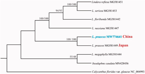 Figure 1. Maximum likelihood phylogenetic tree for Lindera praecox based on complete chloroplast genomes. The number on each node indicates bootstrap support value generated by RaxML/IQtree.