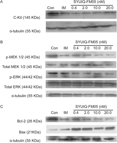 Figure 5.  Effect of SYUIQ-FM05 on the expression of total c-Kit, p-MEK, total MEK, p-ERK, total ERK, Bcl-2 and Bax. Cell lysates of SYUIQ-FM05- and 100 nM IM-treated cells were subjected to Western blot analysis at 24 h. The membranes were probed for (A) c-Kit, (B) p-MEK, total MEK, p-ERK, total ERK and (C) Bcl-2 and Bax; α-tubulin confirmed equal protein loading. The blots were performed on three independent occasions with similar results, and the presented result is representative of one experiment. The quantification of band intensity is detailed in supplementary files 1 and 2, available online.