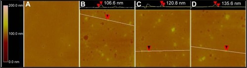 Figure 5 AFM images of mouse plasma alone (A), ND in mouse plasma (B), NDCONH(CH2)2NH-VDGR in mouse plasma (C), and NDCONH(CH2)2NH-VDGR/survivin-siRNA in mouse plasma (D).Abbreviations: AFM, atomic force microscopy; ND, nanodiamond; siRNA, small interfering RNA.
