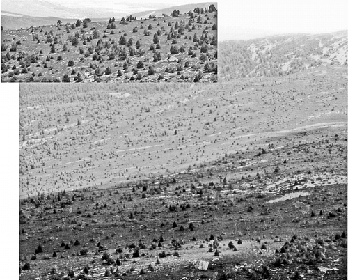 Figure 1 General view of the study area including a detailed view of the expanding Pinus uncinata population (inset).