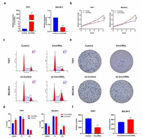 Figure 2. CircCRKL suppresses AML cell proliferation. (a) the expression of circCRKL using qRT-PCR. (b) A CCK-8 assay was used to detect the proliferation in transfected THP1 and MOLM13 cells. (c, d) the cell cycle distribution in transfected THP1 and MOLM13 cells were presented via flow cytometry. (e, f) the colony formation assay of the THP1 and MOLM13 cells transfected with circCRKL and sh-circCRKL, respectively. ***P < 0.001