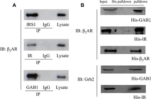 Figure 6 (A) CO-IP results. Cell lysate were subjected to immunoprecipitation with the antibody against IRS1, IR, GAB1 or a control IgG. Bound proteins were detected by Western blotting; (B) His pull-down assay results detected by Western Blotting.