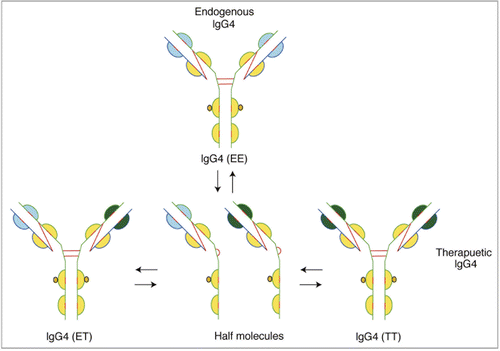 Figure 4 Exchange of Fab arms between endogenous IgG4 molecules and a therapeutic IgG4 molecule.