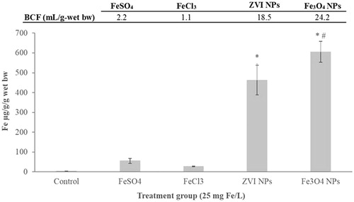 Figure 10. Total iron concentrations measured by ICP-OES in stage 46 embryos exposed during FETAX to Fe(II/III) salts and iron NPs at the nominal concentration of 25 mg Fe/L, with the correspondent bioconcentration factors (BCF). Data are mean ± SE (n=three replicates per concentration; fifty embryos per replicate). (BCF, mL/g wet-bw)=iron concentration in embryos (mg/Kg wet-bw/nominal iron concentration in treatment solutions at 25 mg/L). (*) statistically different from control; (#) statistically different from the other iron treatments (p < 0.05, ANOVA + Fisher LSD Method).