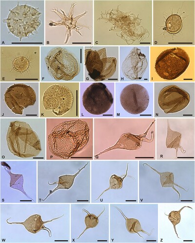 Figure 8. Organic-walled phytoplankton of the Borenshult-1 drillcore. Taxon, sample number, and England Finder Reference (EFR). Scale bars 20 μm. A. Helosphaeridium tongiorgii, (67.6 m) EFR: W14/3a; B. Hoegklintia cf. H. continuata, (39.0 m) EFR: T25/0a; C. Hoegklintia cf. H. digitata, (36.4 m) EFR: C24/0b; D. Impluviculus? sp., (38.85 m) EFR: C14/3; E. Impluviculus? sp., (38.85 m) EFR: O13/0; F. Lacunalites? sp., (67.6 m) EFR: X11/3b; G. Lacunalites? sp., (71.1 m) EFR: H24/1a; H. Leiosphaeridia cf. L. voigtii, (40.2 m) EFR: R16/1; I. Loeblichia heterorhabda, (71.1 m) EFR: U12/3a; J. Loeblichia cf. L. nambeetense, (59.1 m) EFR: O35/3a; K. Lophosphaeridium aequicuspidatum B, (39.8 m) EFR: U45/4; L. Lophosphaeridium cf. L. acinatum, (30.75 m) EFR: T14/4; M. Lophosphaeridium cf. L. acinatum, (40.2 m) EFR: L23/0; N. Lophosphaeridium edenense, (71.1 m) EFR: G11/3b; O. Lophosphaeridium cf. L. shaveri, (71.1 m) EFR: G11/3b; P. Melikeriopalla cf. M. amydra, (40.2 m) EFR: V31/4; Q. Metaleiofusa arcuata, (40.35 m) EFR: D22/2; R. Metaleiofusa arcuata, (40.35 m) EFR: G22/0; S. Metaleiofusa arcuata, (40.35 m) EFR: T18/3; T. Metaleiofusa arcuata, (41.1 m) EFR: K37/0a; U. Metaleiofusa arcuata, (48.2 m) EFR: F38/3a; V. Metaleiofusa arcuata, (48.2 m) EFR: L48/3a; W. Metaleiofusa arcuata, (48.2 m) EFR: N46/0a; X. Metaleiofusa arcuata, (48.2 m) EFR: P28/0a; Y. Metaleiofusa arcuata, (48.2) EFR: P29/1a; Z. Metaleiofusa arcuata, (48.2) EFR: S42/2a.