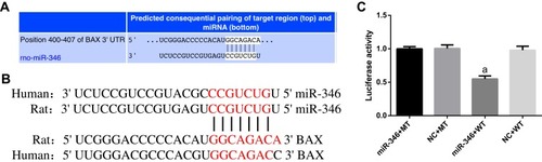 Figure 3 miR-346 directly repressed the expression of Bax gene. (A) Online software TargetScan revealed the predicted binding site of miR-346. (B) Complementary sequence between miR-346 and Bax in human and rat. (C) The effect of miR-346 on the luciferase activity was determined by luciferase reporter assays. miR-346 repressed the transcription of Bax gene. Note that aP < 0.05 against the miR-346+MT group.