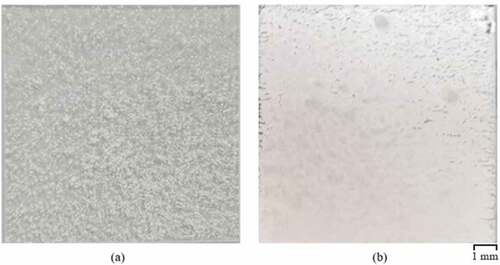 Figure 7. The comparison of glass substrates before and after welding. (a) Two glass substrates with evenly distributed ZnO powders before welding. (b) Two glass substrates with an embedded thin film after welding.