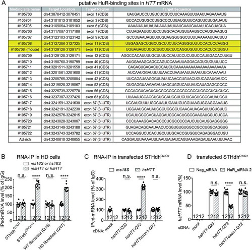Figure 4. HuR interacts with HTT mRNA in the HD cells, likely in the protein-coding region of HTT.(A) A list of potential HuR’s binding sites in human HTT (hsHTT) mRNA based on StarBase (ref. [Citation12]). The highlighted lines indicate a candidate site (#105708) that has conserved sequences in human and mouse. ‘AU-rich’ indicates a site that is not listed in StarBase, but is still a possible interaction site predicted by HuR preferred binding sequences (ARE).(B) RT-qPCR quantifications of HuR-bound HTT mRNA levels in HD mouse striatal cells (STHdhQ7/Q111) or immortalized HD patient fibroblasts (Q47) as well as the wild-type controls (STHdhQ7/Q7 and Q16) by RNA-IP (12 technical replicates from 3 biological replicates). IgG was used as a negative control for the IP, and the 18S level was quantified as a baseline control to normalize the signals.(C) RT-qPCR quantifications of HuR-bound exogenously expressed human HTT (hsHTT) mRNA levels in WT mouse striatal cells (STHdhQ7/Q7) transfected with cDNA plasmids expressing full-length wild-type human HTT (hsHTT-Q23), full-length mutant HTT (hsHTT-Q73) or exon1 of mutant HTT (hsHTTexon1-Q72) by RNA-IP (12 technical replicates from 3 biological replicates). IgG was used as a negative control for the IP, and the 18S level was quantified as a baseline control to normalize the signals.(D) RT-qPCR quantifications of the exogenously expressed human HTT mRNA level in wild-type mouse striatal cells (STHdhQ7/Q7) transfected with the HuR siRNA or the non-targeting control siRNA (Neg_siRNA). The cDNA plasmids expressing exon1 (hsHTTexon1-Q72) or full-length (hsHTT-Q73) of human mutant HTT mRNA were transfected 24 hours after siRNA transfection, and their levels were measured after another 48 hours (12 technical replicates from 3 biological replicates).For all plotted data, error bars represent mean and SEM. The statistical analysis was performed by two tailed unpaired t tests, ****P < 0.0001; n.s.: P > 0.05.