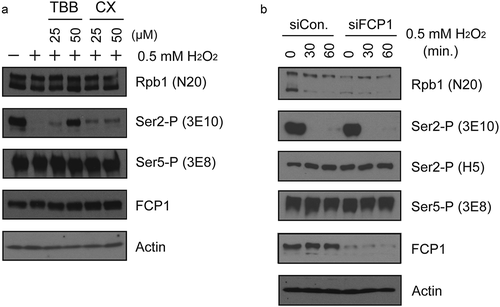 Figure 5. CK2, but not FCP1, is involved in H2O2-induced Ser2-P inhibition. (a) Effects of CK2 inhibition on H2O2-induced Ser2-P loss were measured by Western blot. Hela cells were pre-treated with the indicated concentrations of TBB or CX-4945 for 15 min, then treated with 0.5 mM H2O2 for 1 hour. Blots were probed with antibodies indicated on the right. (b) Effect of FCP1 knockdown on H2O2-induced Ser2-P reduction. HeLa cells were transfected with control siRNA and siRNA targeting FCP1 as indicated and cultured for 36 hours. 0.5 mM H2O2 was then added for the times shown, whole-cell lysates prepared and analyzed by Western blot. Antibodies used are indicated on the right.