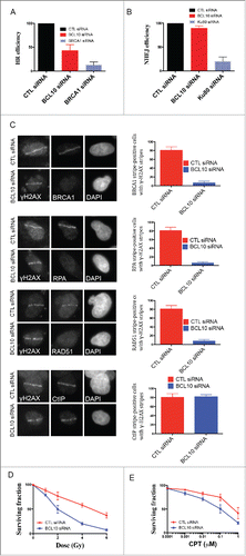 Figure 7. BCL10 promotes DSB repair and cellular sensitivity to DNA damage. Efficiency of BCL10 cellular depletion on DSB repair in cells transfected with control siRNA (CTL siRNA) or BCL10-specific siRNA (BCL10 siRNA). (A) Cells contain an integrated tandem GFP reporter of HR. The percentage of GFP positive was measured by flow cytometer. Each data point represents the mean ± the SEM of 2 separate experiments. (B) Cells contain an integrated tandem GFP reporter of NHEJ. The percentage of GFP positive was measured as in A. (C) Effect of BCL10 depletion on HR proteins. Cells were treated as in A, laser micro-irradiated and allowed to recover for 1 hr and immunostained with different antibodies as indicated. Representative pictures were shown on the right. The percentage of cells with γ-H2AX/BRCA1, γ-H2AX/RPA, γ-H2AX/RAD51 and γ-H2AX/ CtIP were shown on the right. (D and E) Sensitivity of BCL10 knock down cells to different DNA damaging agents (IR and CPT). Survival of U2OS cells upon BCL10 knockdown (BCL10 siRNA) compared with control (CTL siRNA) in response to (D) IR or (E) CPT. Error bars indicate SEM from 2 independent experiments. The results are normalized to plating efficiency.