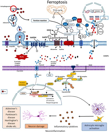 Figure 7. Putative pathway for ferroptosis participates in neuroinflammation to NDDs reprinted from [Citation16].