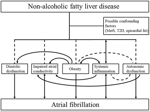 Figure 1. The possible mechanisms linking NAFLD to AF. NAFLD associates with diastolic dysfunction, impaired atrial conductivity, obesity and autonomic dysfunction, and is reported to be a cause and a consequence of systemic inflammation. All these conditions are risk factors of AF. The risk factors also form a complex interplay with each other. As confounding factors such as MetS, T2D and epicardial fat accumulation are prevalent in patients with NAFLD, further investigation is still needed to establish the independent causative role of NAFLD in the development of AF. The associations are illustrated with dashed lines and causalities with arrows. AF: atrial fibrillation; MetS: metabolic syndrome; NAFLD: non-alcoholic fatty liver disease; T2D: type 2 diabetes.